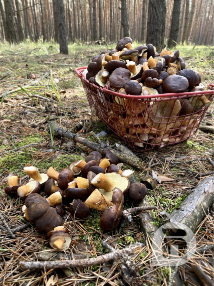 Nová cena - Predaj 4 izbový rodinný dom s pozemkom 2906 m2 v Kuchyni